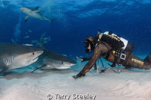 'Down Boy'. Rowdy tiger sharks occasionally require a cal... by Terry Steeley 